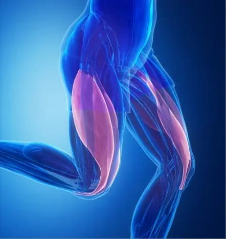 Protection Of Muscle